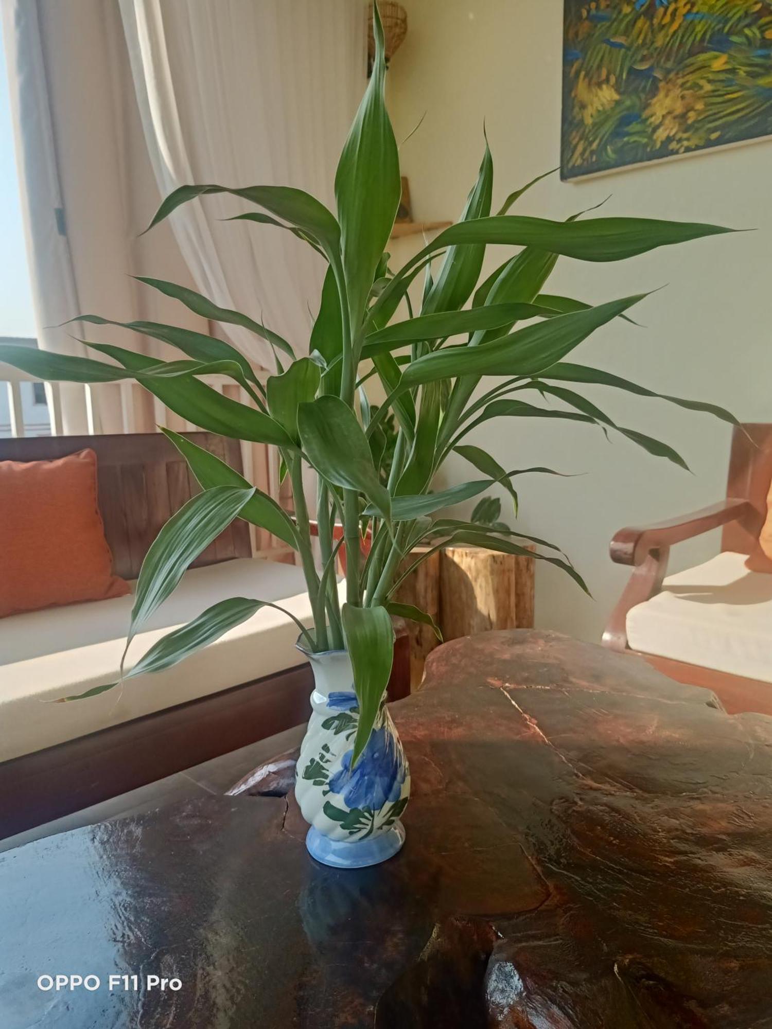 Homestay Yellow Natural House Siem Reap Bagian luar foto