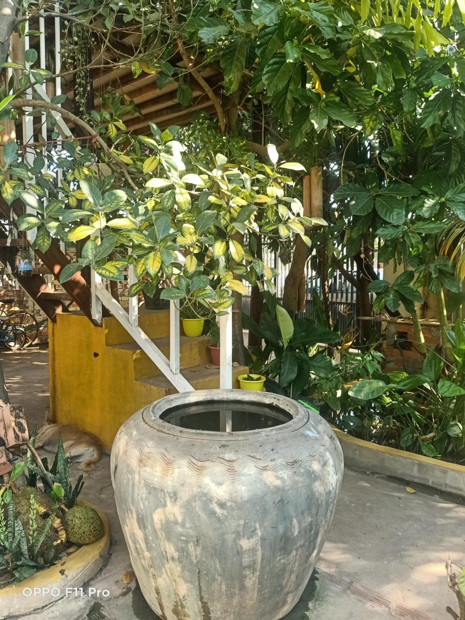 Homestay Yellow Natural House Siem Reap Bagian luar foto